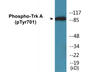 Western blot analysis of extracts from mouse brain, using Trk A (Phospho-Tyr701) Antibody.