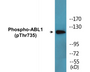 Western blot analysis of extracts from COS7 cells treated with EGF 200ng/ml 30', using ABL1 (Phospho-Thr735) Antibody.
