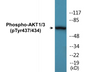 Western blot analysis of extracts from K562 cells treated with insulin 0.01U/ml 15', using AKT1/3 (Phospho-Tyr437/434) Antibody.