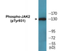 Western blot analysis of extracts from HepG2 cells treated with Na3VO4 0.3mM 40', using JAK2 (Phospho-Tyr931) Antibody.