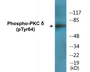 Western blot analysis of extracts from HepG2 cells treated with PMA 125ng/ml 30', using PKCD (Phospho-Tyr64) Antibody.