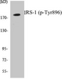 Western blot analysis of extracts from HepG2 cells treated with Na3VO4 0.3mM 40', using IRS-1 (Phospho-Tyr896) Antibody.
