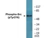 Western blot analysis of extracts from Jurkat cells treated with EGF 200ng/ml 5', using Src (Phospho-Tyr216) Antibody.