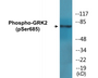 Western blot analysis of extracts from HT29 cells treated with insulin 0.01U/ml 15', using GRK2 (Phospho-Ser685) Antibody.