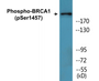 Western blot analysis of extracts from 293 cells treated with epo 20U/ml 15', using BRCA1 (Phospho-Ser1457) Antibody.