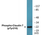 Western blot analysis of extracts from rat liver, using Claudin 7 (Phospho-Tyr210) Antibody.