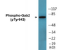 Western blot analysis of extracts from Jurkat cells treated with IFN 2500U/ML 30', using Gab2 (Phospho-Tyr643) Antibody.