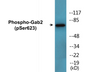 Western blot analysis of extracts from HepG2 cells treated with PMA 125ng/ml 30', using Gab2 (Phospho-Ser623) Antibody.