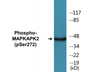 Western blot analysis of extracts from RAW264.7 cells treated with UV 15', using MAPKAPK2 (Phospho-Ser272) Antibody.