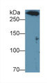 Western Blot; Sample: Recombinant protein.