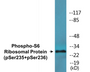 Western blot analysis of extracts from 293 cells treated with serum 10% 15', using S6 Ribosomal Protein (Phospho-Ser235) Antibody.