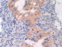 DAB staining on IHC-P; Samples: Mouse Oviduct Tissue.