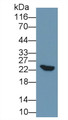 Western Blot; Sample: Recombinant protein.