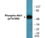 Western blot analysis of extracts from Jurkat cells treated with EGF 200ng/ml 5', using AKT1 (Phospho-Thr308) Antibody.