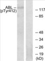Western blot analysis of lysates from RAW264.7 cells, using Abl (Phospho-Tyr393/412) Antibody. The lane on the right is blocked with the phospho peptide.