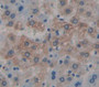 Insulin Receptor Substrate 3 (Irs3) Polyclonal Antibody, Cat#CAU21038