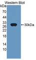 Western Blot; Sample: Recombinant protein.