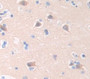 Rio Kinase 1 (Riok1) Polyclonal Antibody, Cat#CAU21041