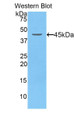 Western Blot; Sample: Recombinant protein.