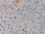 DAB staining on fromalin fixed paraffin- embedded Kidney tissue)