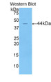 Western Blot; Sample: Recombinant protein.