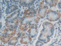 DAB staining on IHC-P; Samples: Human Stomach Tissue)