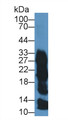 Western Blot; Sample:Hu Saliva; ;Primary Ab: 0.5µg/ml Rabbit Anti-Human ZG16B Antibody;Second Ab: 0.2µg/mL HRP-Linked Caprine Anti-Rabbit IgG Polyclonal Antibody;