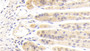 DAB staining on IHC-P; Samples: Mouse Stomach Tissue; Primary Ab: 20μg/ml Rabbit Anti-Mouse MSTO1 Antibody Second Ab: 2µg/mL HRP-Linked Caprine Anti-Rabbit IgG Polyclonal Antibody