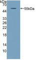 Western Blot; Sample: Recombinant COQ6, Human.