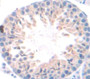 Family With Sequence Similarity 135, Member B (Fam135B) Polyclonal Antibody, Cat#CAU21086