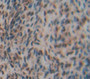 Ly1 Antibody Reactive Homolog (Lyar) Polyclonal Antibody, Cat#CAU21089