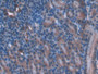 DAB staining on IHC-P; Samples: Mouse Kidney Tissue; Primary Ab: 20µg/ml Rabbit Anti-Mouse TOR1AIP2 Antibody Second Ab: 2µg/mL HRP-Linked Caprine Anti-Rabbit IgG Polyclonal Antibody
