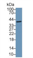 Western Blot; Sample: Mouse Gallbladder lysate; ;Primary Ab: 1µg/ml Rabbit Anti-Human CCDC3 Antibody;Second Ab: 0.2µg/mL HRP-Linked Caprine Anti-Rabbit IgG Polyclonal Antibody;