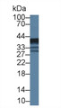 Western Blot; Sample: Mouse Lung lysate; ;Primary Ab: 1µg/ml Rabbit Anti-Mouse EPHX4 Antibody;Second Ab: 0.2µg/mL HRP-Linked Caprine Anti-Rabbit IgG Polyclonal Antibody;