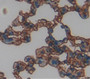 Epoxide Hydrolase 4 (Ephx4) Polyclonal Antibody, Cat#CAU21101