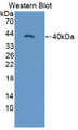 Western Blot; Sample: Recombinant protein.