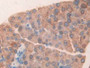 DAB staining on IHC-P; Samples: Mouse Pancreas Tissue;  Primary Ab: 30µg/ml Rabbit Anti-Mouse CUZD1