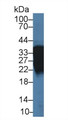 Western Blot; Sample: Human A549 cell lysate; ; Primary Ab: 3µg/ml Rabbit Anti-Human ARL1 Antibody; Second Ab: 0.2µg/mL HRP-Linked Caprine Anti-Rabbit IgG Polyclonal Antibody;