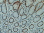 DAB staining on IHC-P; Samples: Human Stomach Tissue.