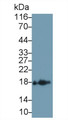Western Blot; Sample: Canine Uterus lysate; Primary Ab: 0.5μg/ml Rabbit Anti-Human BCL2L11 Antibody; Second Ab: 0.2µg/mL HRP-Linked Caprine Anti-Rabbit IgG Polyclonal Antibody;