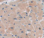 Used in DAB staining on fromalin fixed paraffin- embedded Kidney tissue