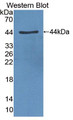 Western Blot; Sample: Recombinant protein.