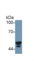 Western Blot; Sample: Human Liver lysate; Primary Ab: 1µg/ml Rabbit Anti-Human CYP3A7 Antibody Second Ab: 0.2µg/mL HRP-Linked Caprine Anti-Rabbit IgG Polyclonal Antibody