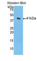 Western Blot; Sample: Recombinant protein.