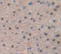 Histone Cluster 1, H2Aj (Hist1H2Aj) Polyclonal Antibody, Cat#CAU21166