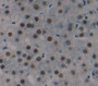 Histone Cluster 1, H2Ac (Hist1H2Ac) Polyclonal Antibody, Cat#CAU21168