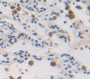 Histone Cluster 2, H2Ac (Hist2H2Ac) Polyclonal Antibody, Cat#CAU21171