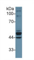 Western Blot; Sample: Human Placenta lysate; Primary Ab: 1µg/ml Rabbit Anti-Human KRT23 Antibody Second Ab: 0.2µg/mL HRP-Linked Caprine Anti-Rabbit IgG Polyclonal Antibody