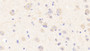 DAB staining on IHC-P; Samples: Human Cerebrum Tissue; Primary Ab: 20μg/ml Rabbit Anti-Human MXRA5 Antibody Second Ab: 2µg/mL HRP-Linked Caprine Anti-Rabbit IgG Polyclonal Antibody