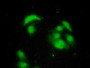 FITC staining on IF; Samples: Human HepG2 Cells;  Primary Ab: 20µg/ml Rabbit Anti-Human PSMD10 Antib